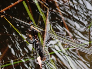 PB120633a.jpg